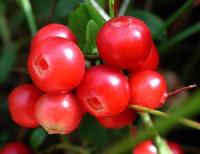 Mirtillo rosso AGHD srl